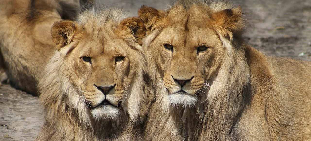 lions zoo montpellier